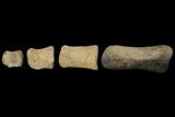 Composite Hadrosaur Finger - Alberta (Disposition #-) #129760-1